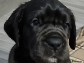 Great Dane dogs Kc reg extensively health tested parents - Advert 5