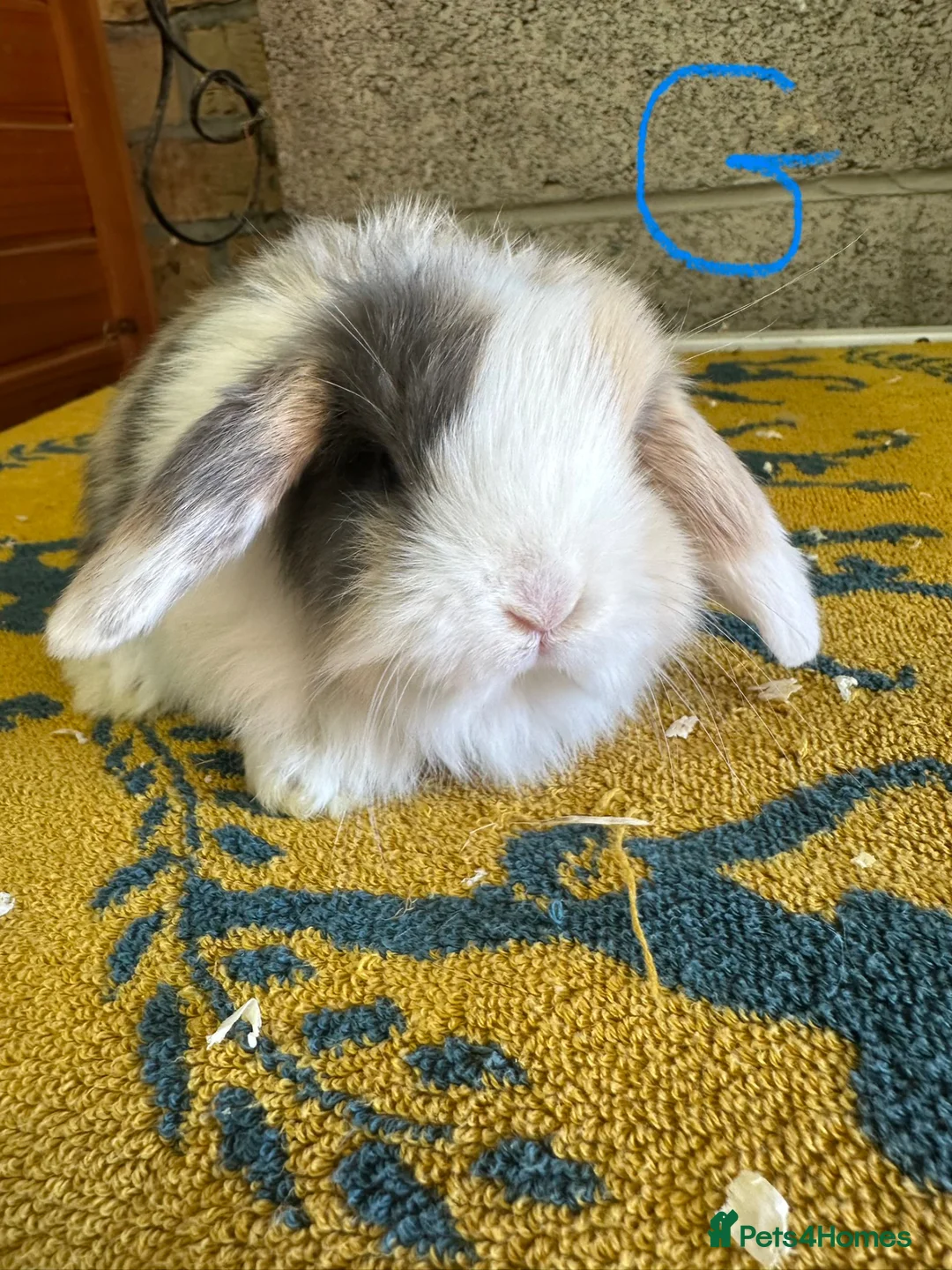 Mini Lop rabbits for sale: Mini Lop Rabbits For Sale  - Advert 2