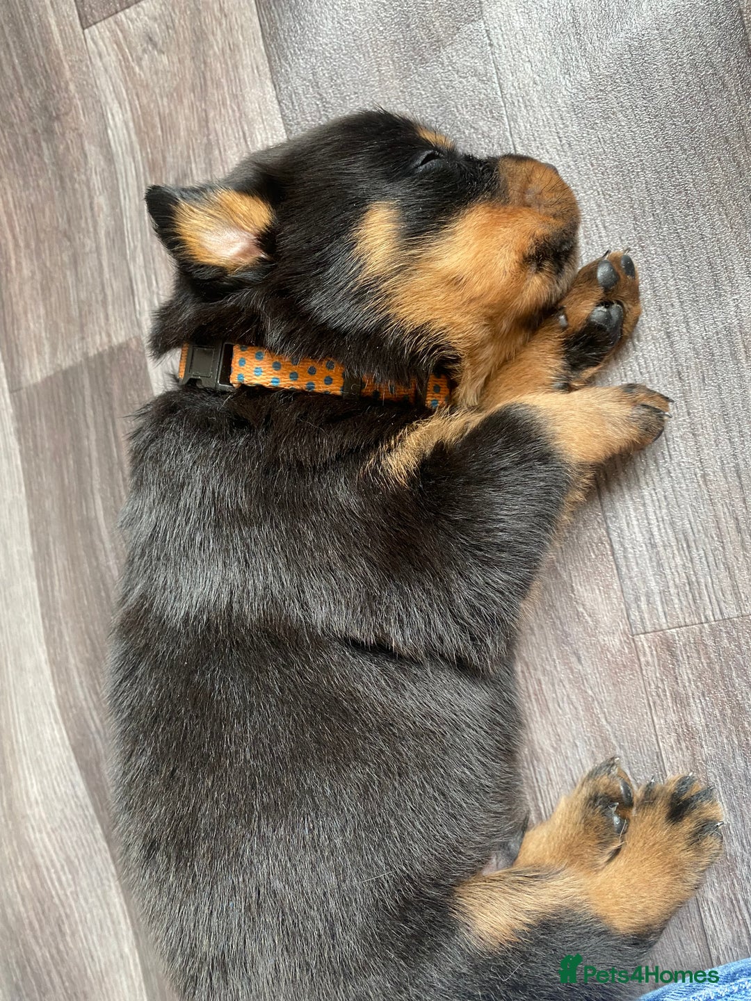 Rottweiler dogs for sale: Hulk and Ruby Rottweiler puppies  - Advert 5