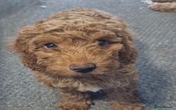 Cockapoo dogs for sale: Redhead cockapoo - Image 4