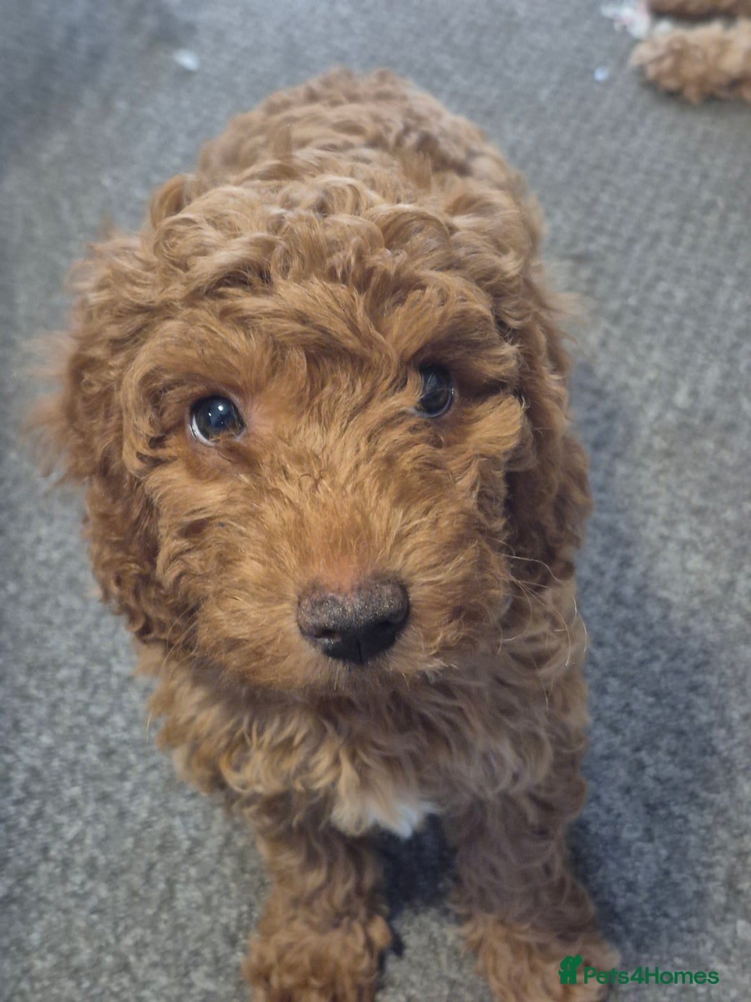 Cockapoo dogs for sale: Redhead cockapoo - Image 4