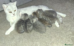 British Shorthair cats for sale: 2 female 4 male kittens  - Image 6