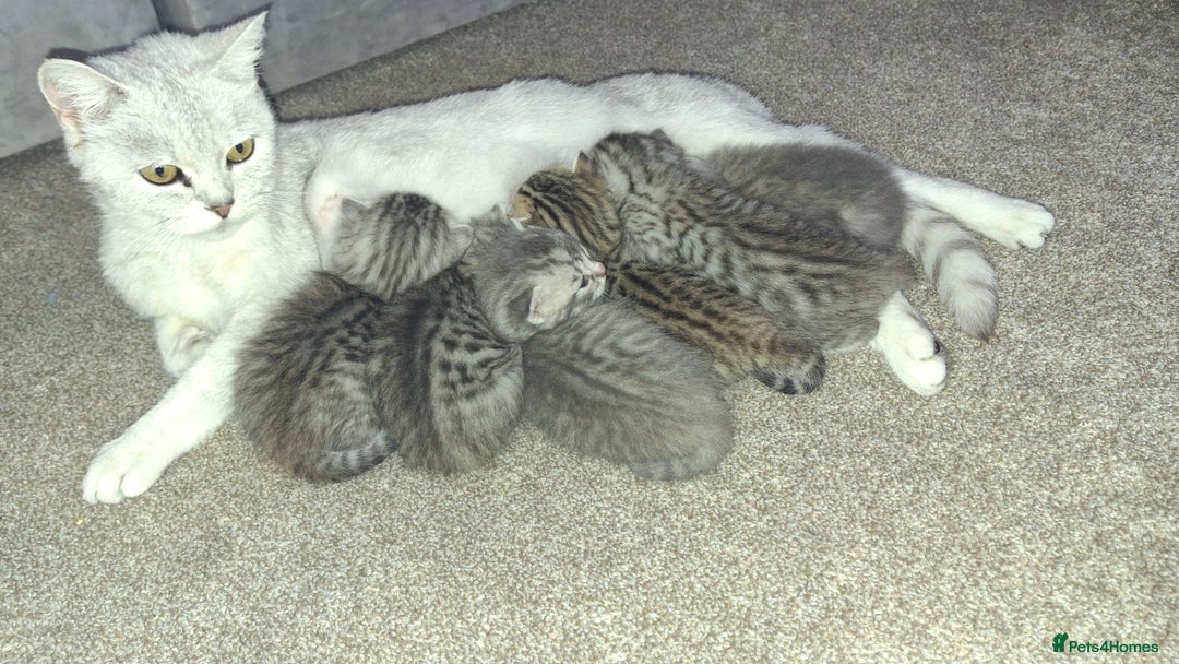 British Shorthair cats for sale: 2 female 4 male kittens  - Image 6