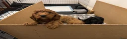 Cockapoo dogs for sale: 5 beautiful cockapoos puppies  - Advert 18