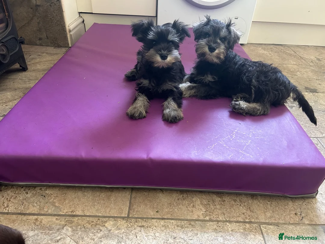 Miniature Schnauzer dogs for sale: Happy kc reg mini schnauzers - Advert 1