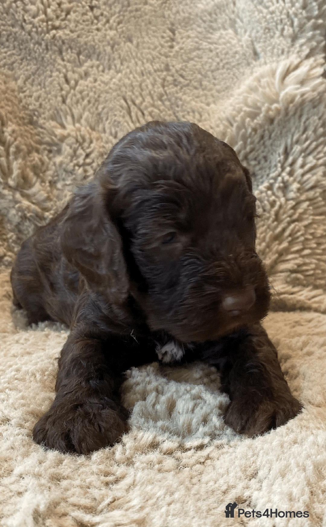 Cockapoo dogs for sale: cockapoo F1 - Image 10
