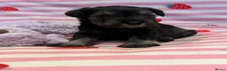 Miniature Schnauzer dogs for sale: Beautiful kc Reg mini schnauzers pups available. - Advert 6