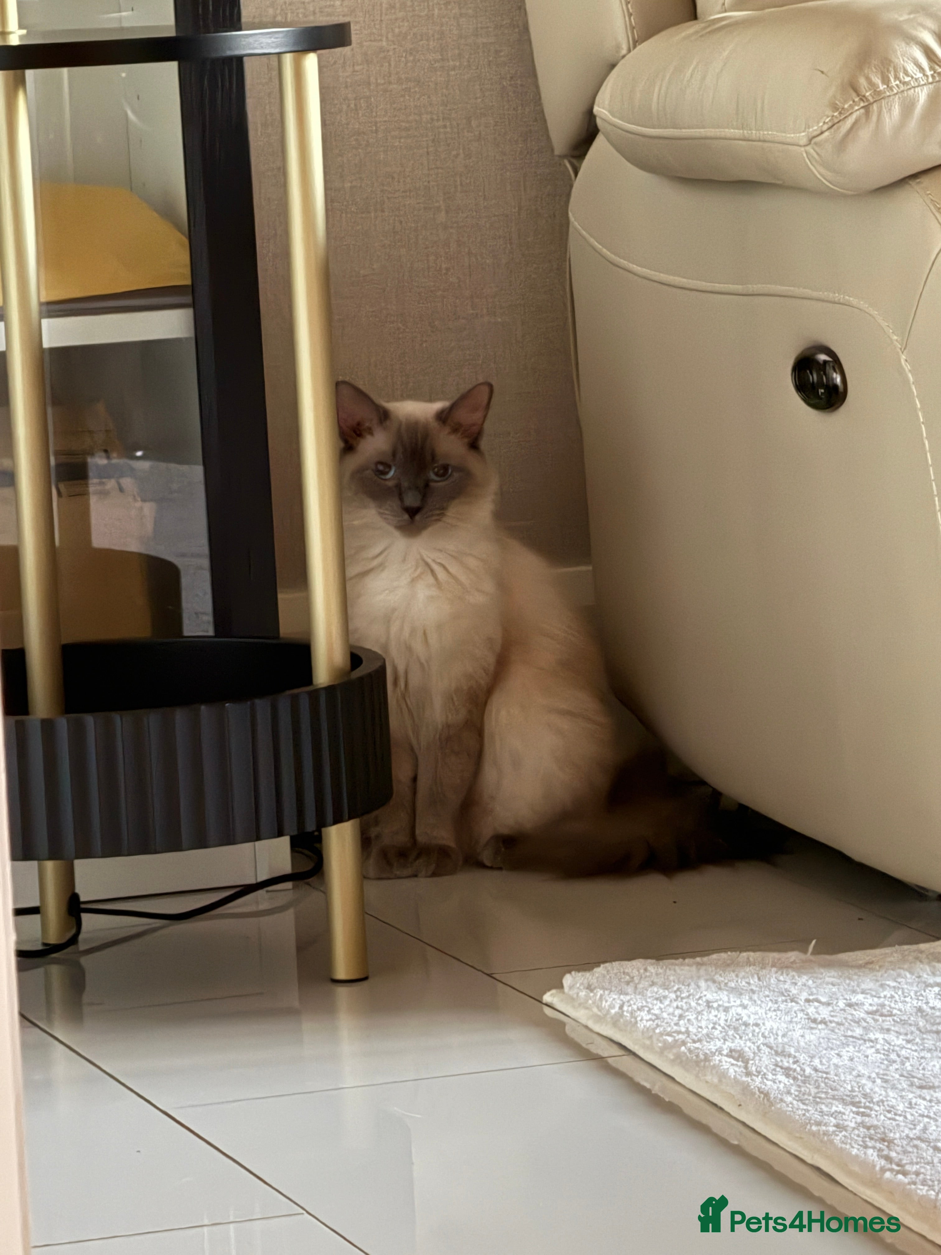 Ragdoll cats Beautiful Ragdoll for sale - Advert 8