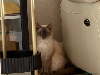Ragdoll cats Beautiful Ragdoll for sale - Advert 1