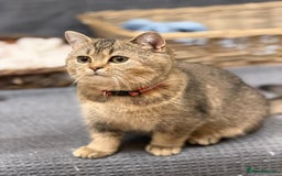 British Shorthair cats for sale: Stunning BSH golden/silver Kittens TICA - Advert 5