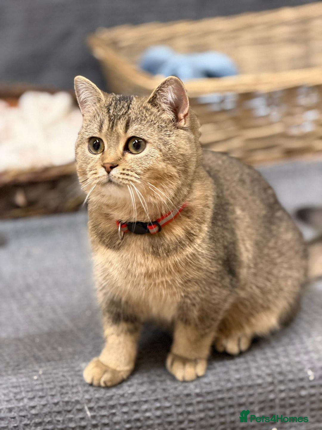 British Shorthair cats for sale: Stunning BSH golden/silver Kittens TICA - Advert 5