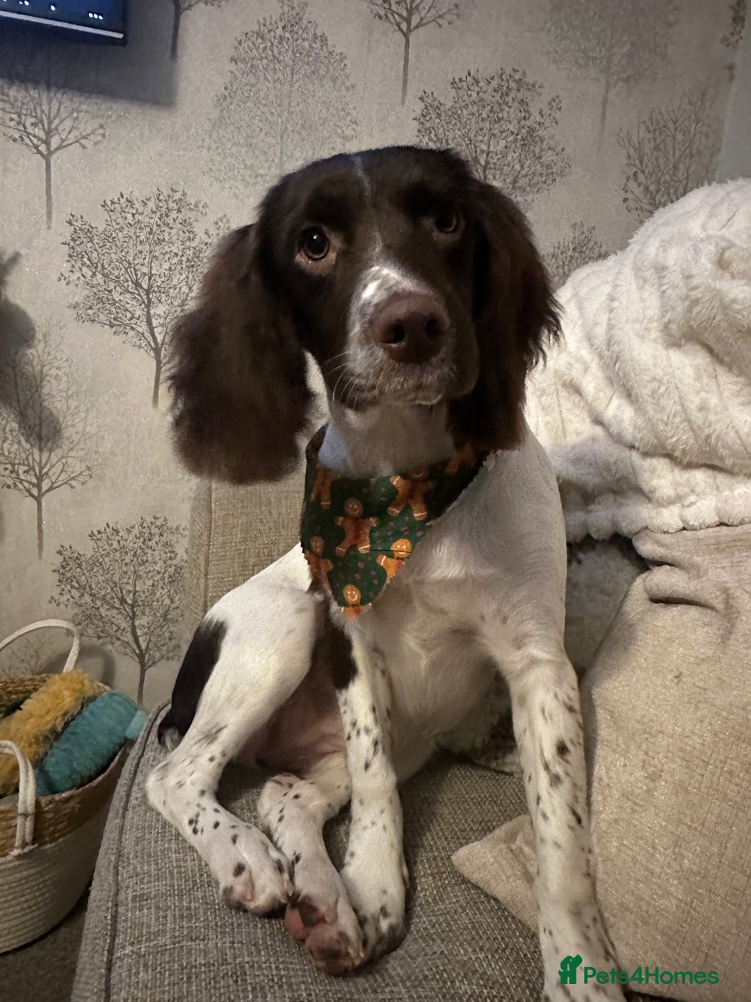 Mixed Breed dogs for sale: English Springer Spaniel Cross  - Image 9