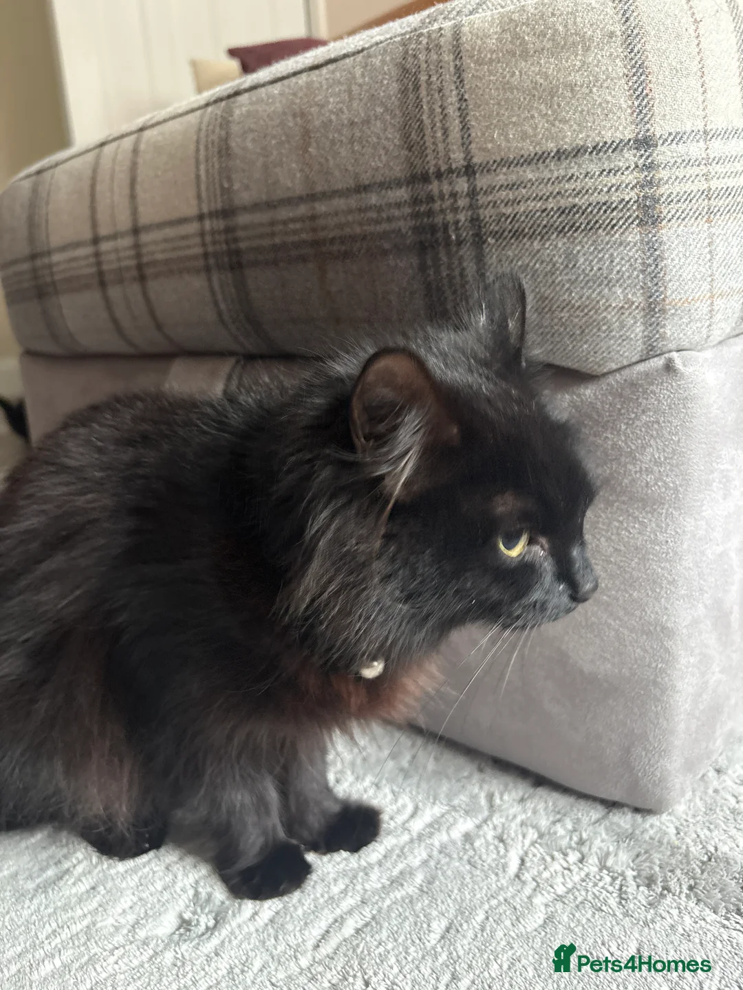 Mixed Breed cats for sale: Black fluffy Kittens  - Advert 6