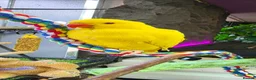 Ringnecks birds for sale: Beautiful ringneck for sale - Advert 4