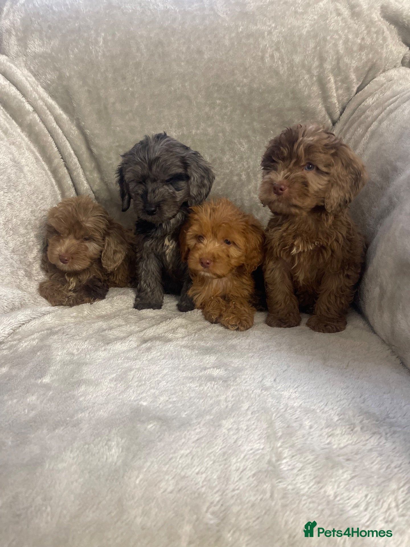 Cockapoo dogs for sale: F1 Beautiful merle cockapoos. - Advert 1