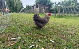 Chickens poultry for sale: 1 Cockerel and 3 hens for sale - Image 2