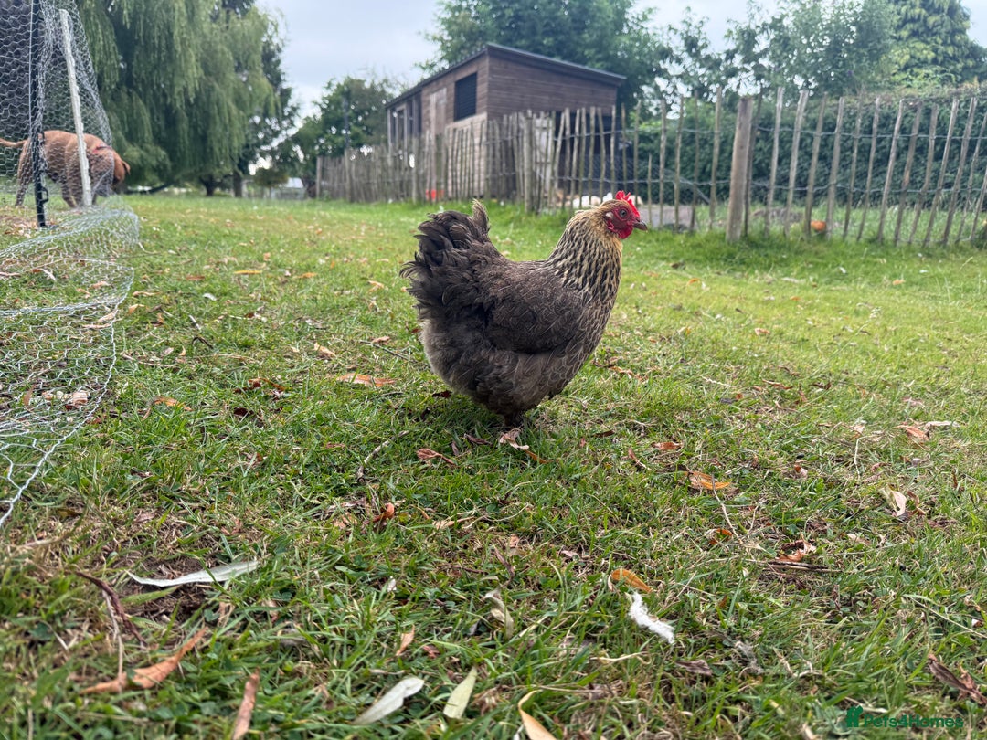 Chickens poultry for sale: 1 Cockerel and 3 hens for sale - Image 2