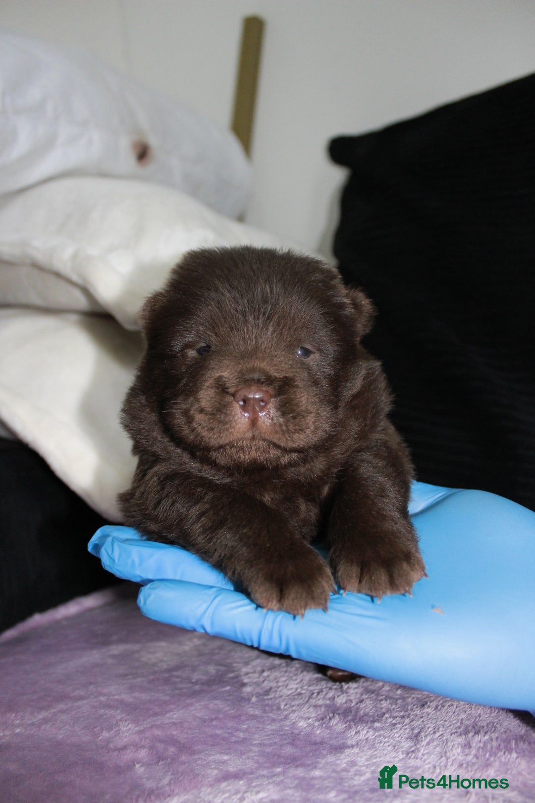 Chow Chow dogs for sale: CHOC🍫LILAC🌪️Champion KC reg🏆 pedigree chow chow - Image 7