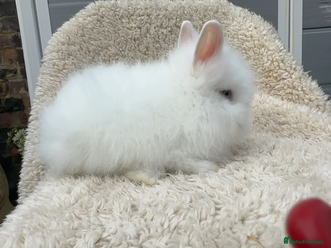 Lionhead rabbits for sale: Lionhead Baby Bunnies  in Stoke-on-Trent - Advert 2
