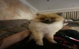 Pomeranian dogs for sale: Male Pomeranian 13 months old  - Image 5