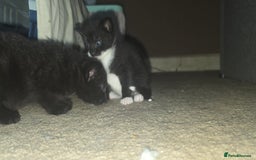 British Shorthair cats for sale: 2 tuxedo and 2 all black kittens for sale  - Image 1