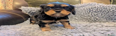 Cavalier King Charles Spaniel Puppy 2