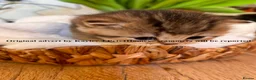 British Shorthair cats for sale: GCCF Registered British Shorthair Kittens Golden🌟 - Advert 16