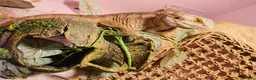 Bearded Dragon reptiles for sale: Bearded Dragon with Complete Setup in High Wycombe - Advert 6