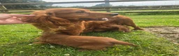 Cockapoo dogs for sale: F1 Fox red Miniature Cockapoo puppies in Preston - Advert 15