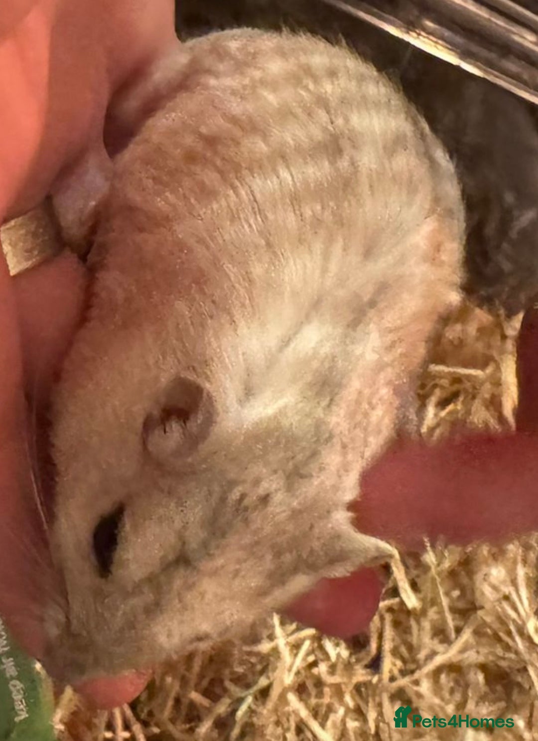 Gerbil rodents for sale: Two male gerbils - Advert 1