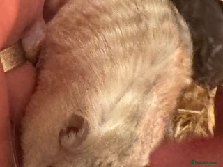 Gerbil rodents Two male gerbils - Advert 5