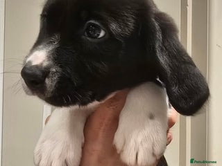 Sprollie dogs Sprollie Puppies - LAST BOY READY NOW - Advert 7