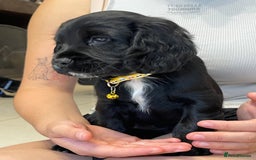 Sprocker dogs for sale: Beautiful Sprocker puppies HEALTH TESTED PARENTS - Image 21