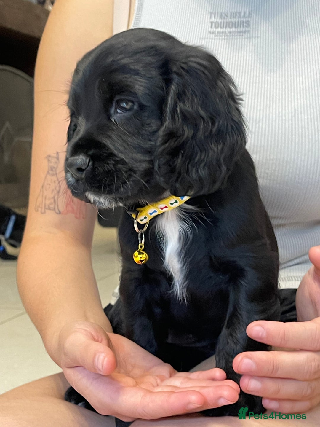 Sprocker dogs for sale: Beautiful Sprocker puppies HEALTH TESTED PARENTS - Image 21