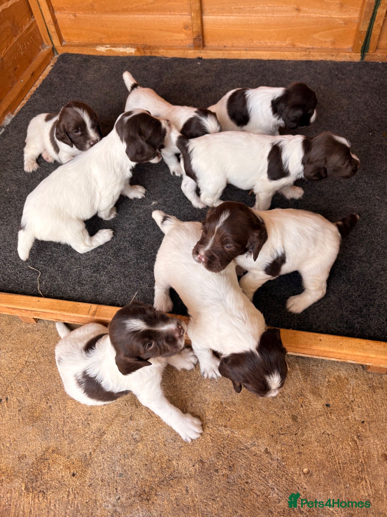 English Springer Spaniel dogs Working Springer Spaniel Puppies - Advert 4