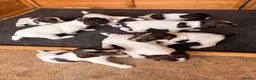 English Springer Spaniel dogs for sale: Working Springer Spaniel Puppies - Advert 1