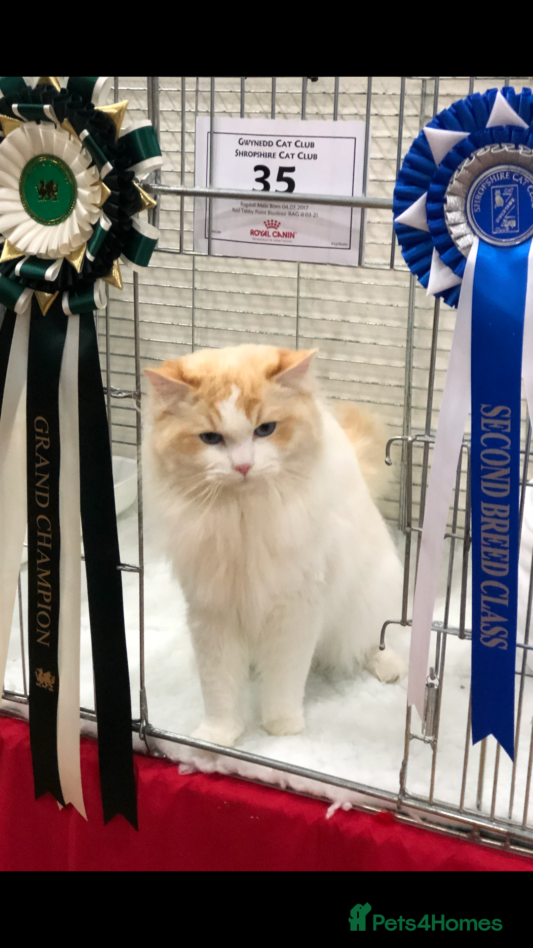 Ragdoll cats for stud: FOR STUD GCCF reg Active Grand Champion for stud in Doncaster - Advert 1