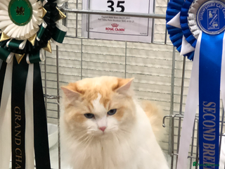 Ragdoll cats FOR STUD GCCF reg Active Grand Champion for stud in Doncaster - Advert 15