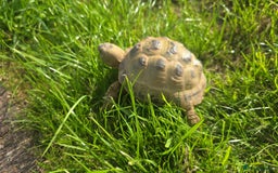 Tortoise reptiles for sale: Horsfield tortoise - Image 1