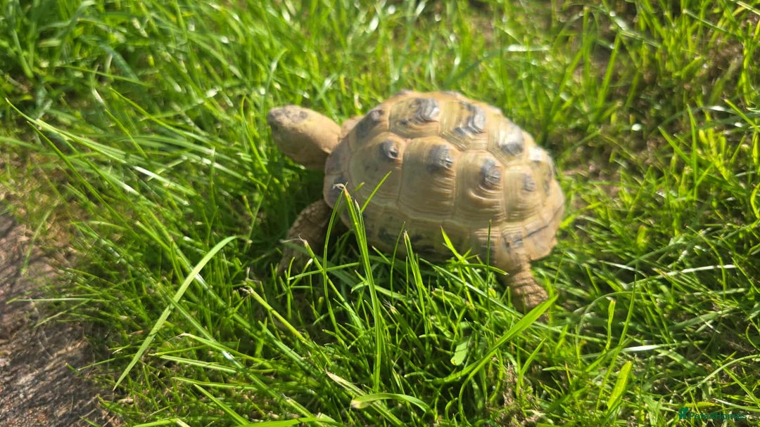 Tortoise reptiles for sale: Horsfield tortoise - Image 1
