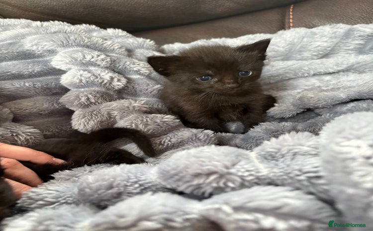 Mixed Breed cats - Advert 2