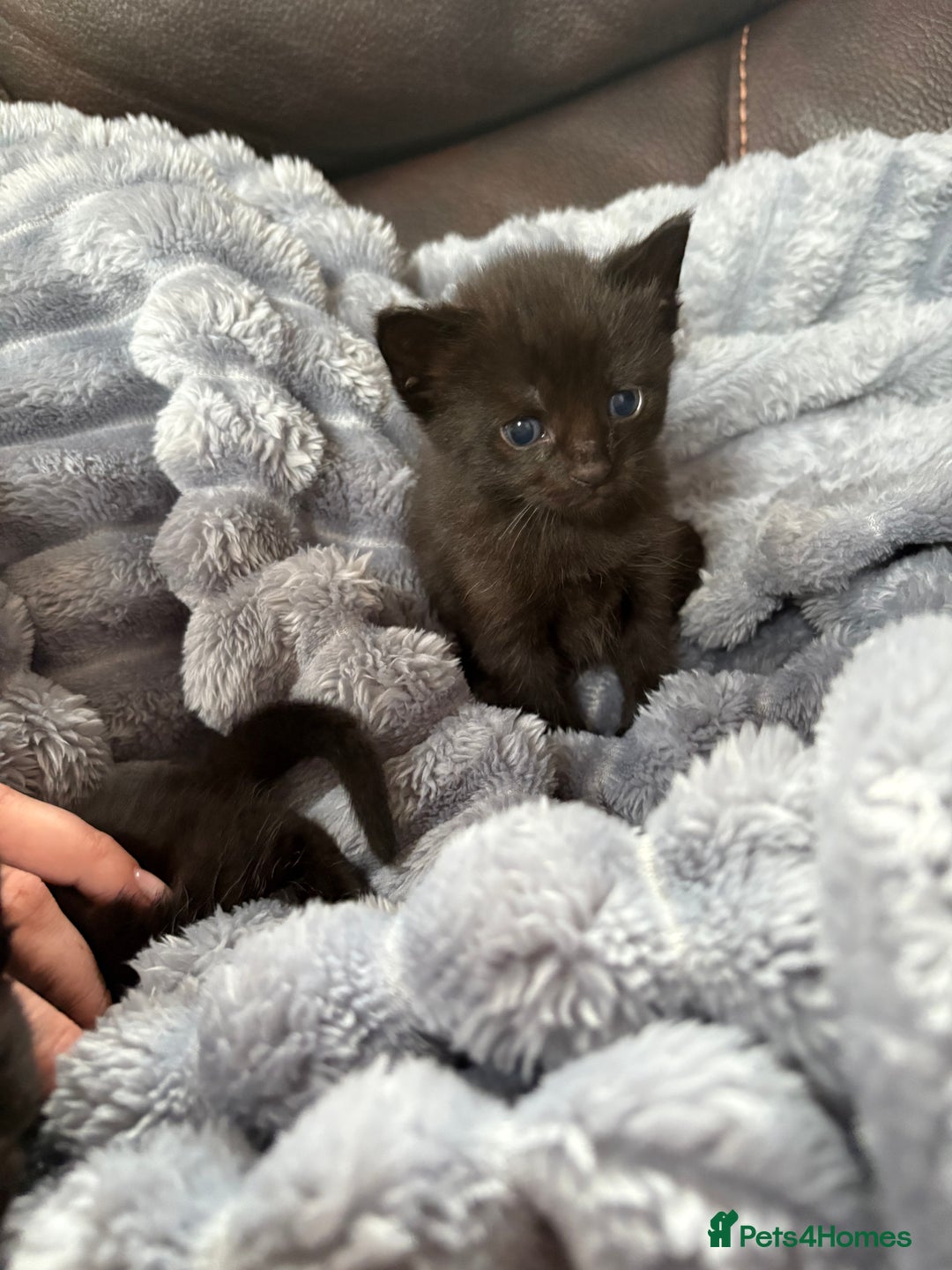 Mixed Breed cats for sale: Kittens ******  - Image 1