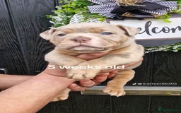 Olde English Bulldogge dogs for sale: Olde English Bulldogs - Advert 2