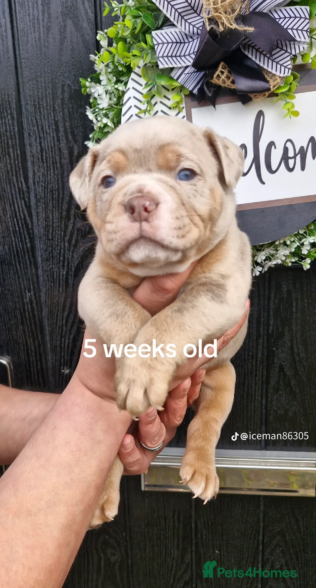Olde English Bulldogge dogs for sale: Olde English Bulldogs - Advert 2
