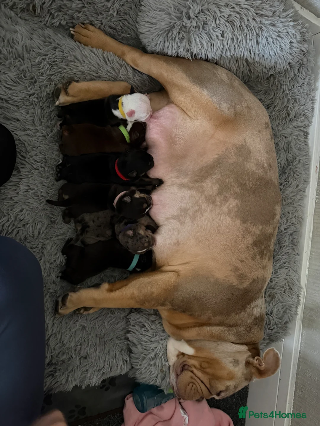Olde English Bulldogge dogs for sale: Olde English bulldog puppies  in Darlington - Advert 23