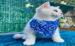 British Shorthair cats for sale: READY NOW ‼️🏆CHAMPIONS Bloodline BSH GCCF. - Image 6