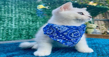 British Shorthair cats - Advert 5