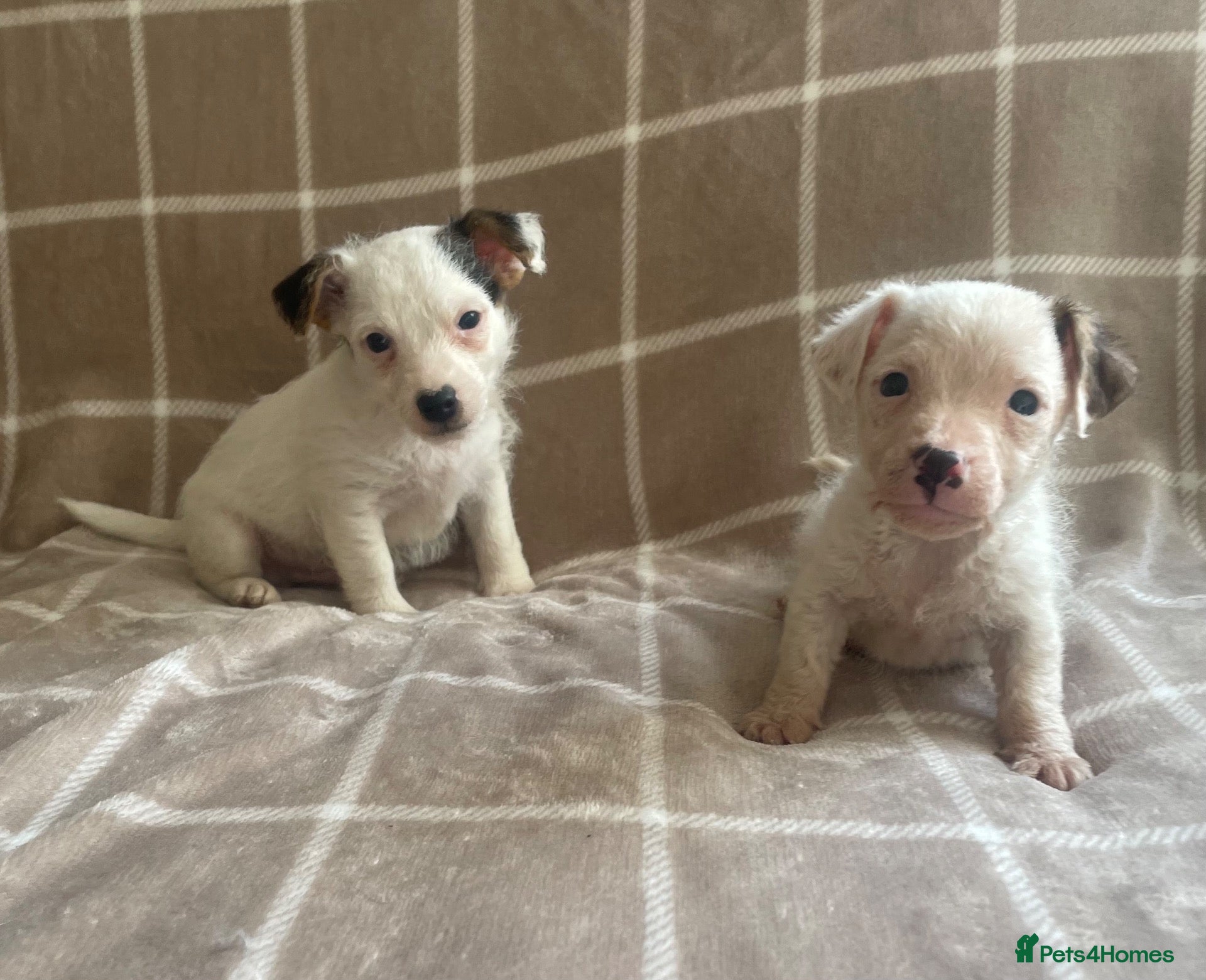Jack Russell dogs Miniature Jack Russell puppies - Advert 1