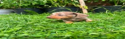 Miniature Dachshund dogs for sale: 🐾 Beautiful Miniature Dachshund Puppies 🐾 - Advert 10