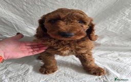 Goldendoodle dogs for sale: 👑Superb Rare Toy/Mini Deepest Red Goldendoodles👑 - Image 14